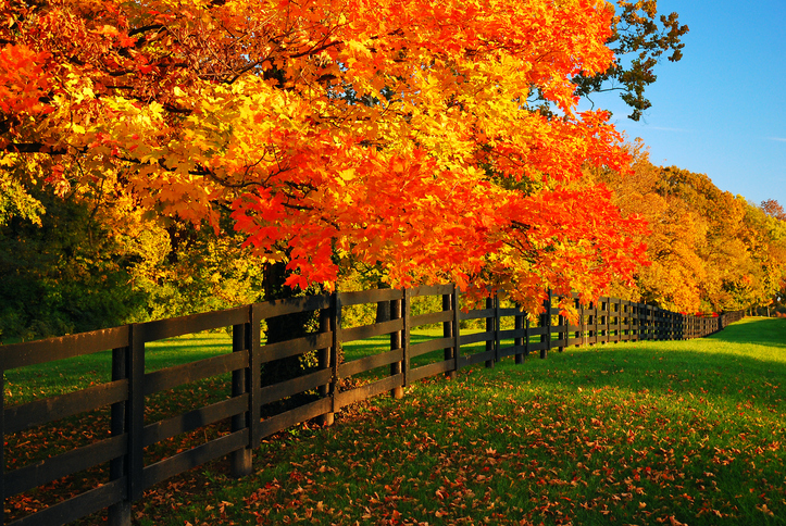fall trees