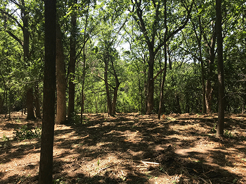 Cleared-woods