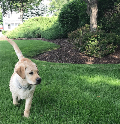 Dog-Mulch